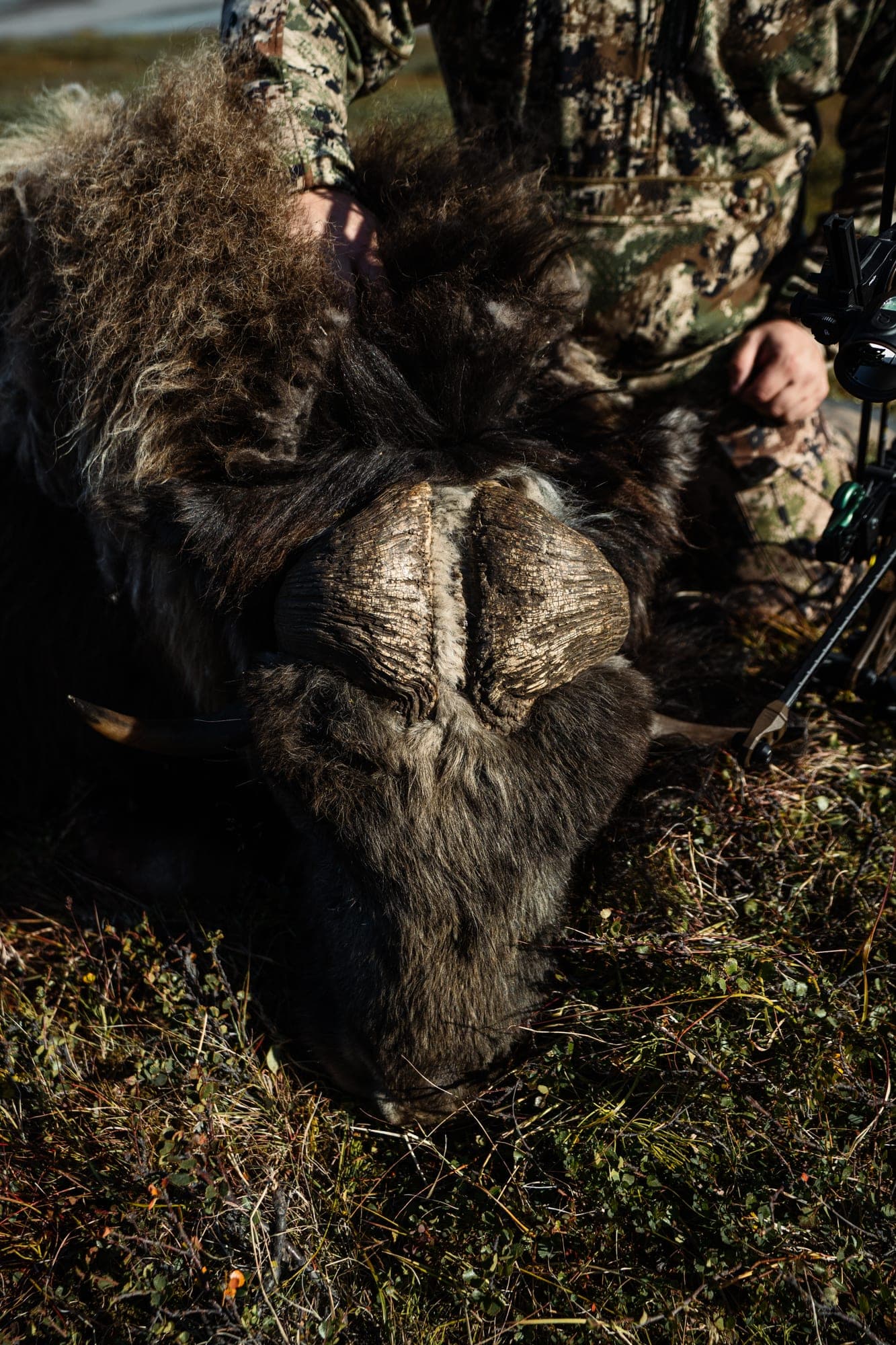 The boss of a musk ox seen from above, a hand and a bow at the edge