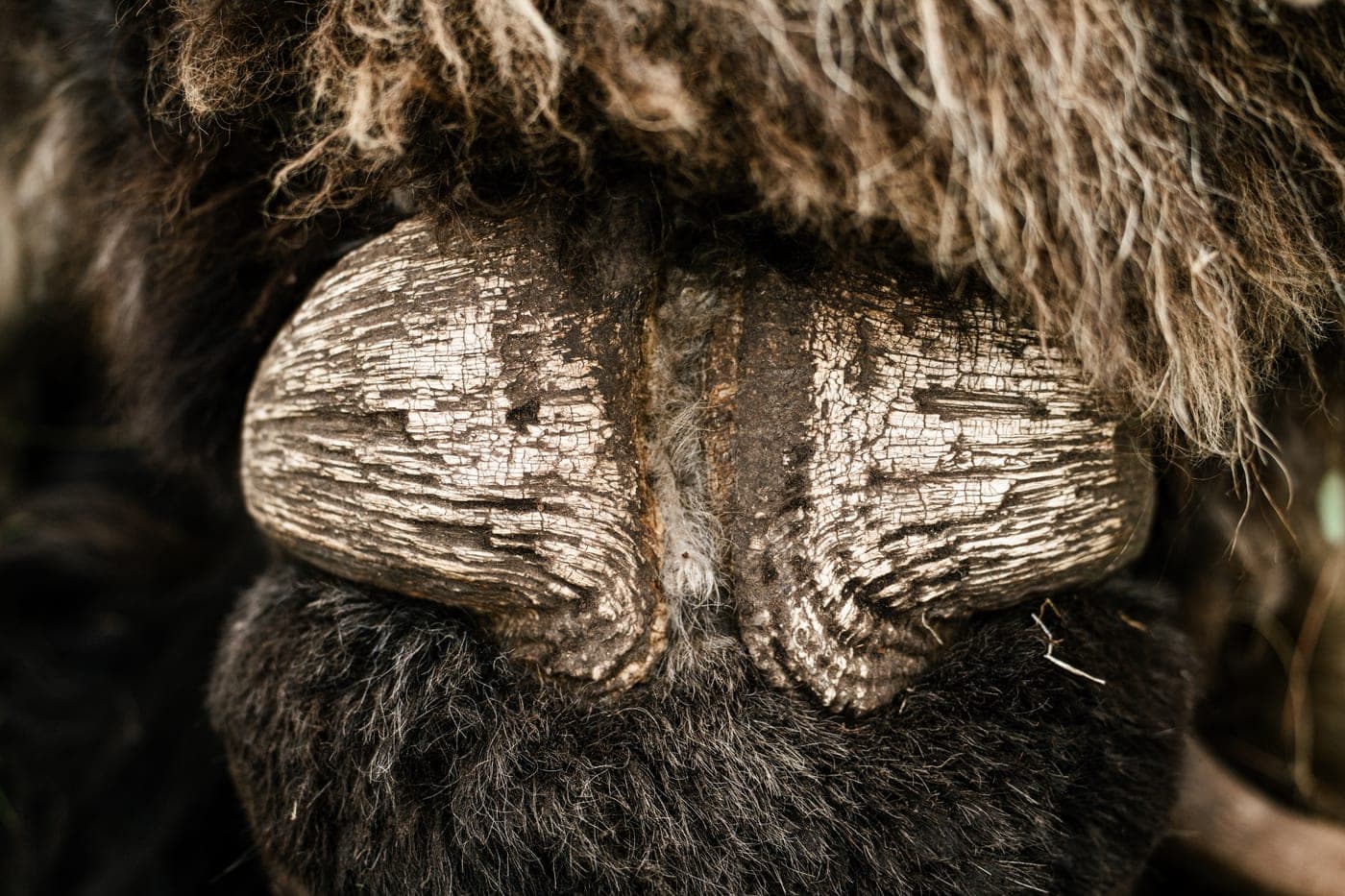The boss of a musk ox up close