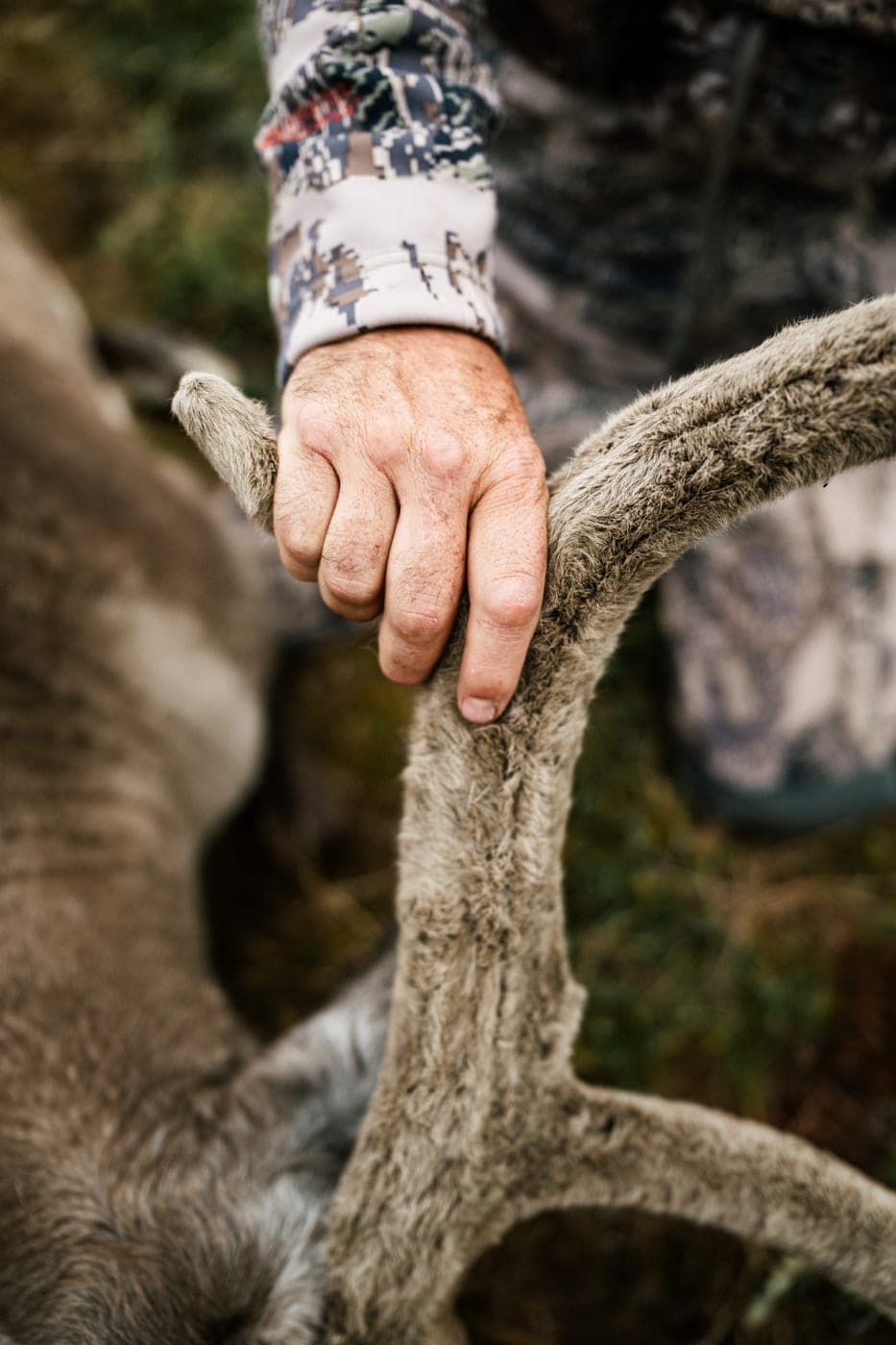 A hand on caribou antlers in velvet