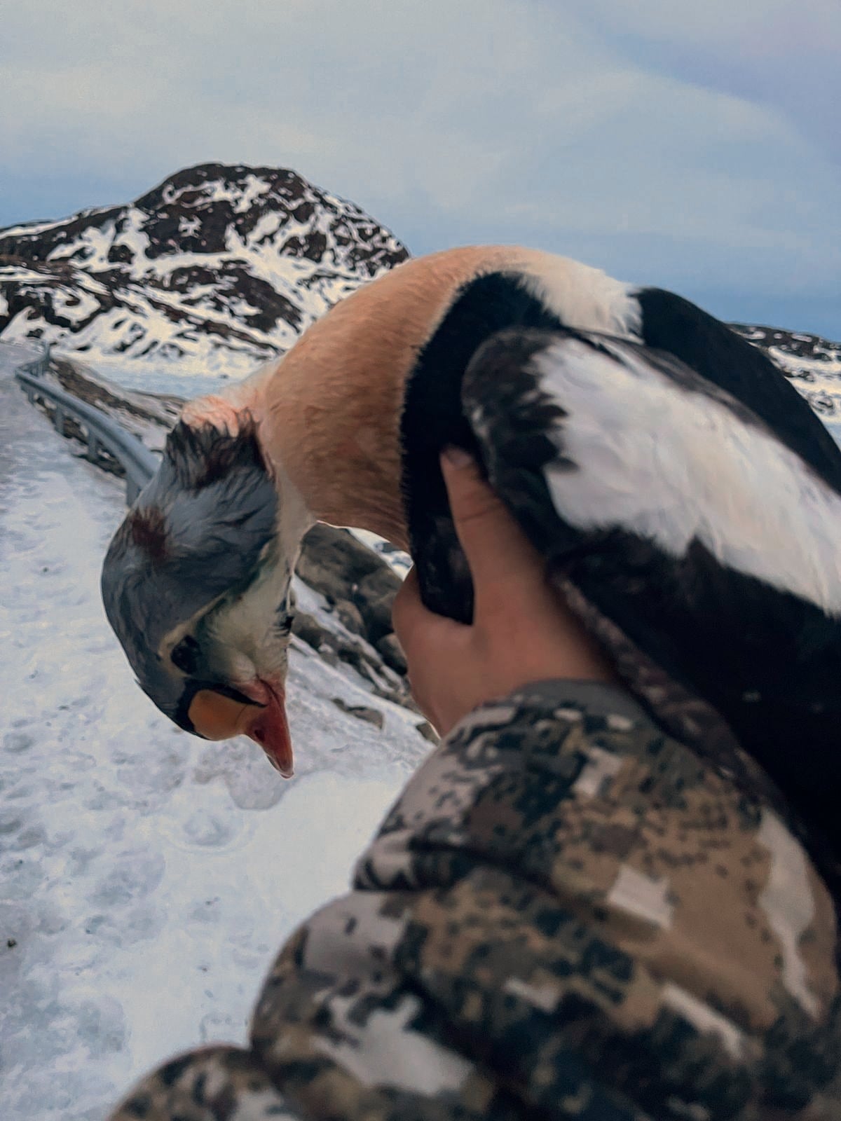 A hunter holding up a king eider drake, with a snow-covered mountain behind in the blue light of dusk.