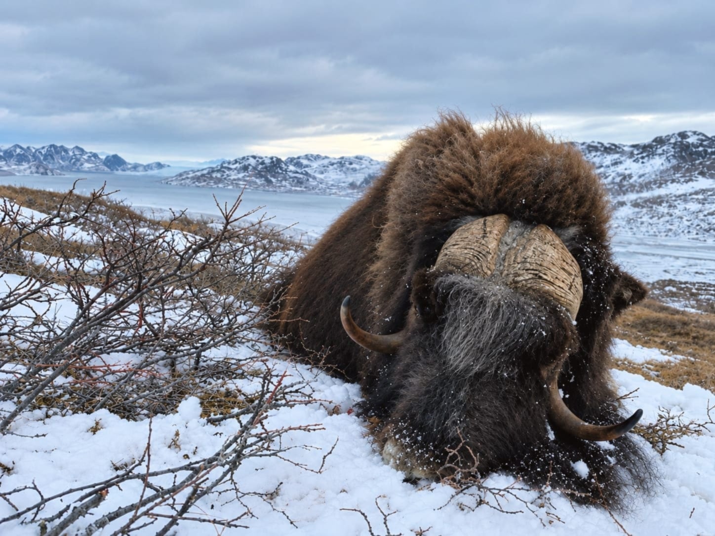 A musk ox in the snow with the fjord and snow-covered mountains behind