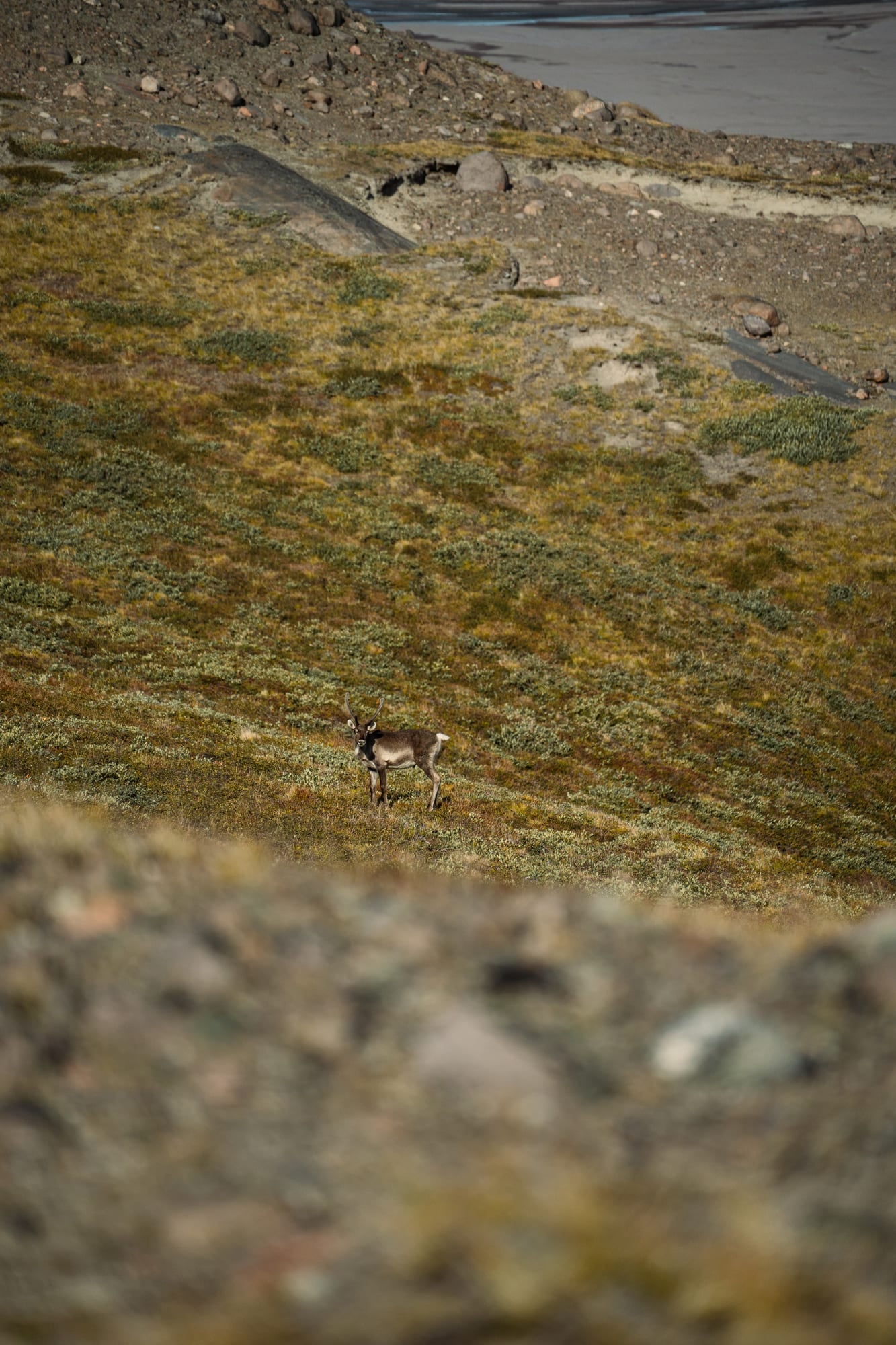 A caribou alone on a slope of tundra, seen from above