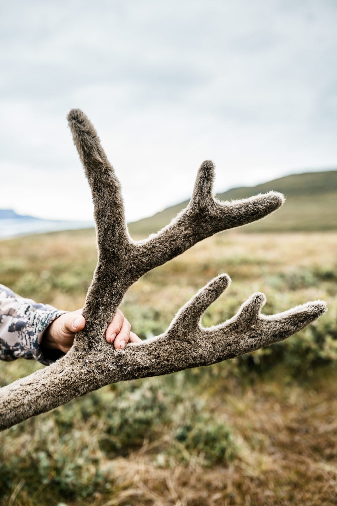 A hand holding a caribou antler in velvet against the sky
