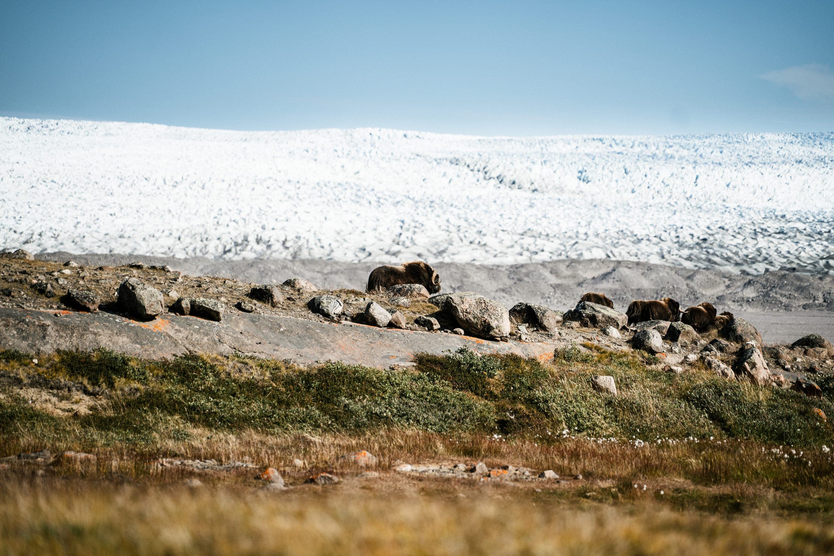A herd of live musk oxen on a rocky ridge with the ice sheet behind
