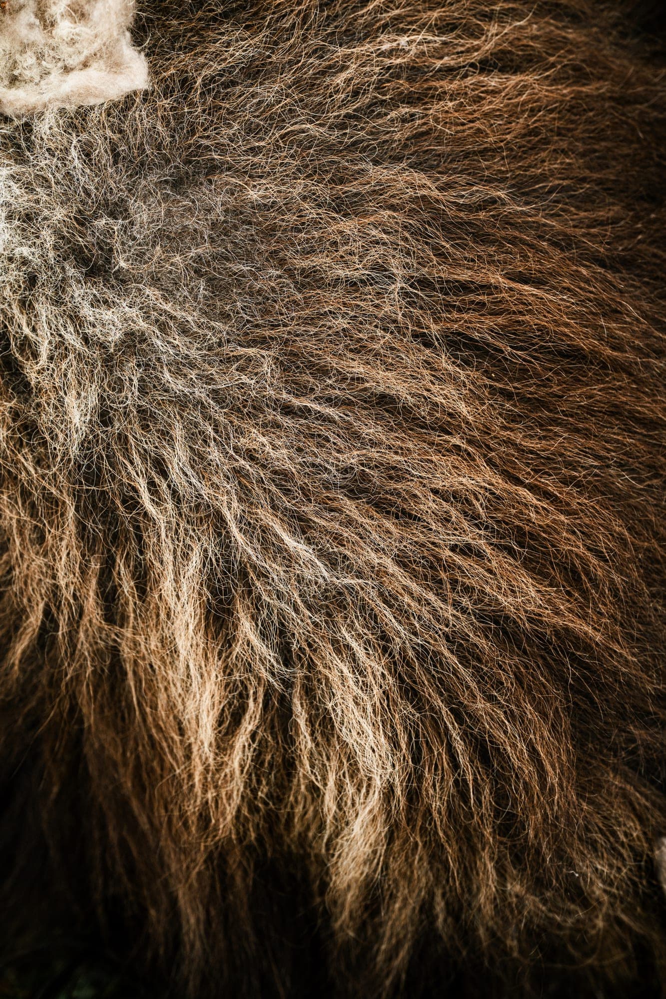 Musk ox winter wool up close